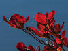 _A004084croofm.jpg